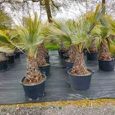 brahea armata mexicaanse blauwe palm kopen Stam 60-70 cm