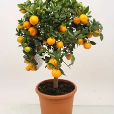 citroenboom snoeien