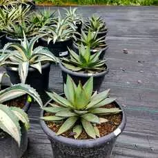 agave tequilana Agave red edge