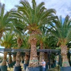 phoenix canariensis winterhard