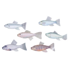 maritiem pb. 6 fabric fishes/hanging 6 keuzemogelijkheden. 11x6cm