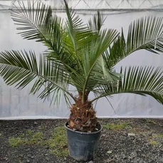 palm planten buiten