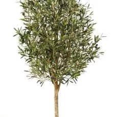 kunstplanten praxis 170 cm Kunstplant Olijfboom met een dikke stam