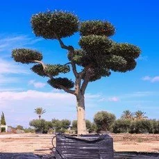 olijfboom kopen Pon Pon in vierkante bak