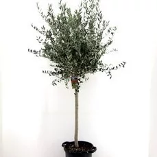 winterharde olijfboom