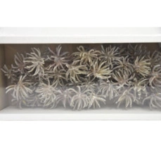 Spidergum Claw Loose White-wash (50pcs)