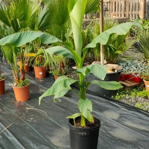 Beukende tempo Cursus Bananenplant kopen - Teeninga Palmen