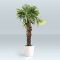 palmboom trachycarpus fortunei 200-220 cm stam