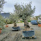 olijfboom kopen