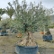 winterharde olijfboom