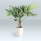 winterharde palm trachycarpus stam 20-30 cm ACTIE
