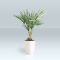 winterharde palm trachycarpus Uit Spanje