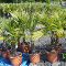 palmboom trachycarpus fortunei