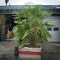 trachycarpus fortunei Royal Quality - In Bak
