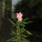 bladrozet oleander Roze