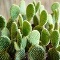 cactus opuntia
