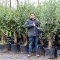 olijfboom kopen Omtrek 35-55