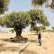 winterharde olijfboom 'Fargas' - Zwaar vertakt