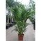 areca palm aanbieding