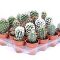cactussen kopen woestijnplanten Mini cactus