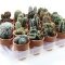 cactussen kopen woestijnplanten In terracotta pot