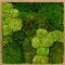 moswand met logo Mos schilderij Bamboe 30% bolmos naturel en 70% platmos