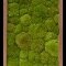 moswand stof Mos schilderij Meranti 100% bolmos naturel