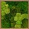 geprepareerd mos kopen Mos schilderij Meranti 30% bolmos naturel en 70% platmos