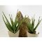 kunstplanten kunstplanten praxis Aloe plant