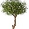 grote kunstplanten voor binnen Natural olive tree poly Trunk
