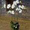 kunstplanten hangend Phalaenopsis plant W moss white