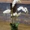 kunstplanten kwantum Phalaenopsis plant W moss white