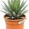 agave tequilana kopen Agave macroacantha
