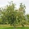 Appelboom (Malus Gala) - Biologisch Kopen