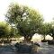 olijfbomen kopen Pirineos Silvestre Malla