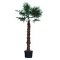 winterharde palm trachycarpus 150-190 Stam