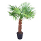 palmboom trachycarpus fortunei 50-60 Stam