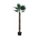 palmboom trachycarpus fortunei 300 Stam