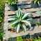 agave tequilana kopen Agave mediopicta