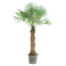 palmboom trachycarpus fortunei ALLERLAATSTE UIT VOORRAAD