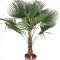 palmboom trachycarpus fortunei Uit Spanje