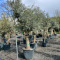 olijfbomen kopen