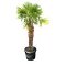 winterharde palm trachycarpus 200-220 cm stam