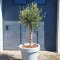 winterharde olijfboom Olea europaea - in pot