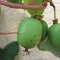Kiwi plant actinidia arguta ananasnaya zelfbestuivend- Exotic Fruit Biologische kopen NL Kweek