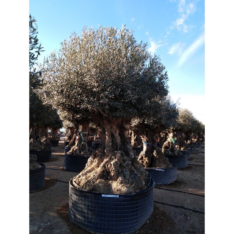 Penetratie verhaal Bij elkaar passen ✓ Olea Europaea - Olijfboom 140-220cm - Bowl Extra Vol kopen - Mediterrane  Boom