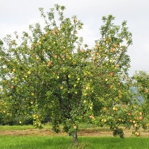 Malus 'Gala' - Appelboom