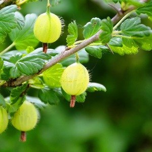 Ribes uva-crispa 'Invicta' - Kruisbessen Struik