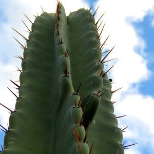 Cereus - Smalle cactus - Cactus Cereus