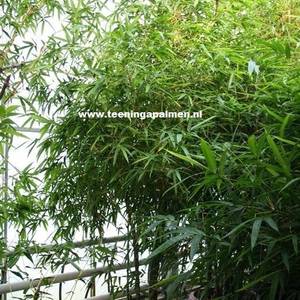 Bambusa ventricosa - Bamboe